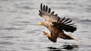 Norsk havørn flyr over Irland - Iolar Fíréan 02.01.2013