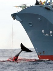 Hvalfangst fra det japanske skipet Yushin Mari i Sørishavet i 2006. (Foto: GREENPEACE / JEREMY SUTTON-HIBBERT/Afp) Hvalfangst fra det japanske skipet Yushin Mari i Sørishavet i 2006. (Foto: GREENPEACE / JEREMY SUTTON-HIBBERT/Afp)