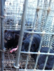 Skadet mink (Foto: Mattilsynet)