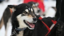 Hund (Foto: Maiken Kiil Bartholdsen) Hund (Foto: Maiken Kiil Bartholdsen)