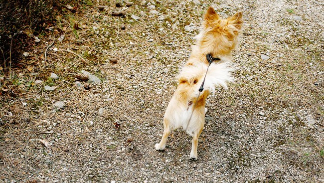 Hund i bånd (Foto: Johannessen, Sara/SCANPIX) Hund i bånd (Foto: Johannessen, Sara/SCANPIX)