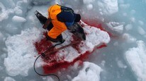 Bilde tatt av selfangstinspektør ombord på skuta «Kvitungen» i 2009 (Foto: Bilder fra selfangstinspektøren)
