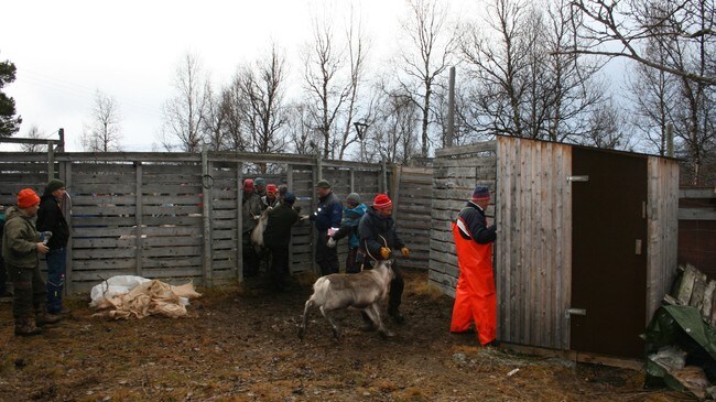 Reinskilling ved Stensaas reinslakteri i Brekken. (Foto: Dan Robert Larsen/NRK) Reinskilling ved Stensaas reinslakteri i Brekken. (Foto: Dan Robert Larsen/NRK)