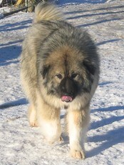 Hundesaken i Åsnes (Foto: Hundeeierens egne bilder) Hundesaken i Åsnes (Foto: Hundeeierens egne bilder)