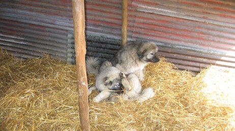 Hundesaken i Åsnes (Foto: Hundeeierens egne bilder) Hundesaken i Åsnes (Foto: Hundeeierens egne bilder)