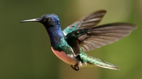Kolibri (Foto: Arnulfo Franco/AP) Kolibri (Foto: Arnulfo Franco/AP)