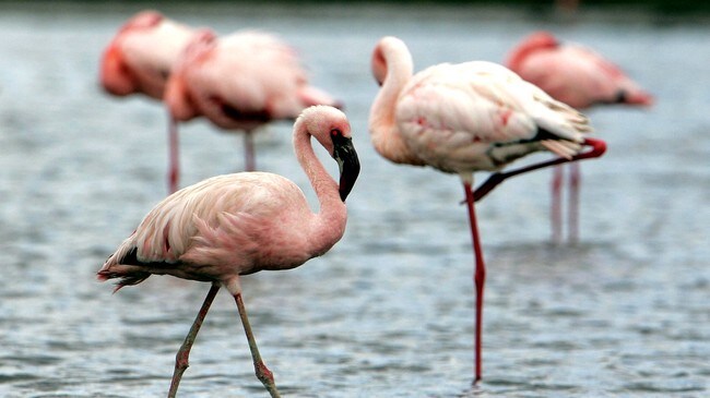 Flamingoer (Foto: KIRSTY WIGGLESWORTH/AP) Flamingoer (Foto: KIRSTY WIGGLESWORTH/AP)
