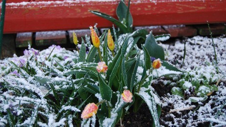 Frosne og kalde tulipaner 4.mai (Foto: Anne Gunn B. Myhren) Frosne og kalde tulipaner 4.mai (Foto: Anne Gunn B. Myhren)