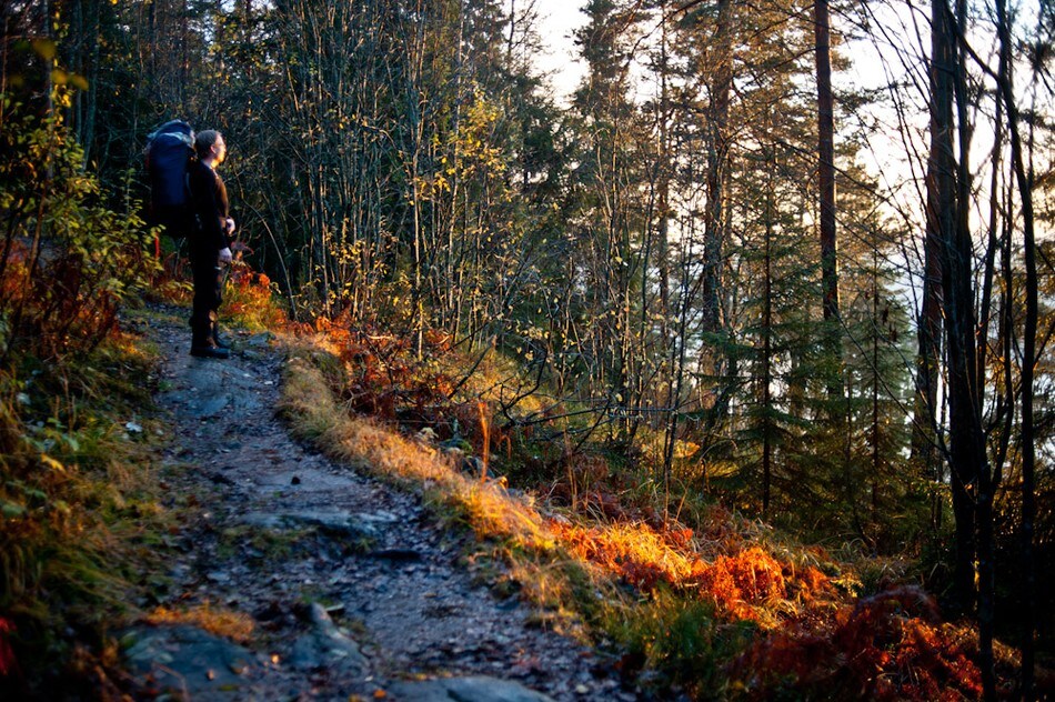 Høstsola fargelegger skogen