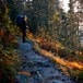 Høstsola fargelegger skogen