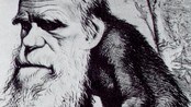 Karikatur av Charles Darwin som ape