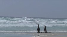 Video Falklandskonflikten blusser opp igjen (Foto: Nyhetsspiller)