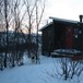 Blåkollkoia, desember 2007