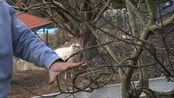Nå må du beskjære frukttrærne - Det varme været gjør at vårstellet i hagene i landsdelen bør gjøres tidligere enn vanlig. Allerede nå bør du komme deg ut og beskjære trærne.