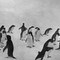 Pingviner i Antarktis, 1910-1912.