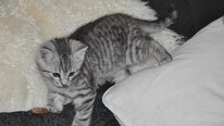 Kattunge (Foto: Dyrebeskyttelsen Sogn og Fjordane) Kattunge (Foto: Dyrebeskyttelsen Sogn og Fjordane)