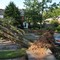 Et tre revet opp med roten etter en kraftig storm i Washington D.C.