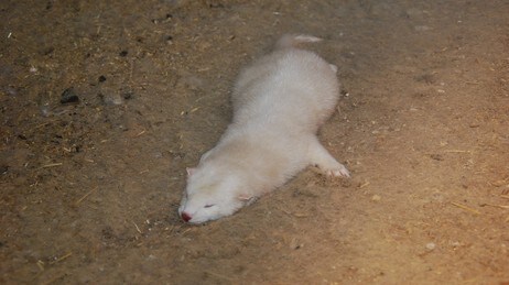 Død mink på pelsfarm i Rogaland (Foto: Nettverk for dyrs frihet)