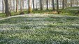 Hvitveisskogen