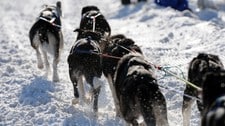 Finnmarksløpet (Foto: Allan Klo)