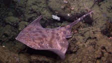 Skate (Foto: NOAA/MBARI, CC)