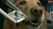 Hund spiste diamant (Foto:AP)