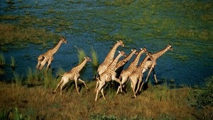 Kalahari - naturen tørster 1:2