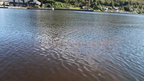 Rustrødt vann i Vatsfjorden september 2010  (Foto: Ståle Jøtne)