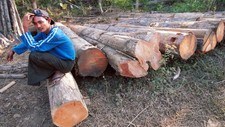 Teak-tømrer i jungelen i Burma. (Foto: DAVID LONGSTREATH/AP) Teak-tømrer i jungelen i Burma. (Foto: DAVID LONGSTREATH/AP)