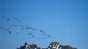 Gåsa på tur nordover