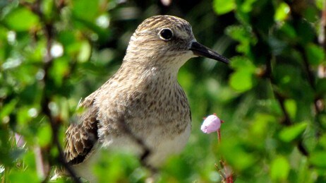 Temmincksnipe. Temmincksnipe.