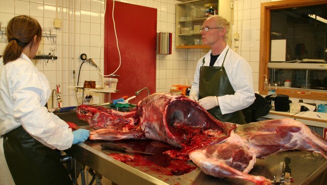 Ulven obduseres (Foto: NRK/ Ingrid Lindgaard Stranden) Ulven obduseres (Foto: NRK/ Ingrid Lindgaard Stranden)