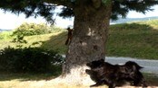 Ekorn og hund - Kandidat 9, årests seevideo 2012. Ekorn og hund