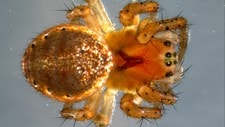 Edderkopp (Foto: Torbjørn Ekrem, NTNU Vitenskapsmuseet)