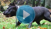 Tykk hund (NRK)