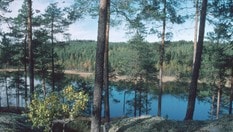 Stålsetertjærnet i Mosjømarka