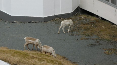 rein utenfor blokk hammerfest 2 (Foto: Piera Balto)