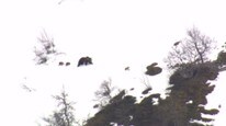 Video Bjørnemor og ungene  (Foto: Nyhetsspiller)