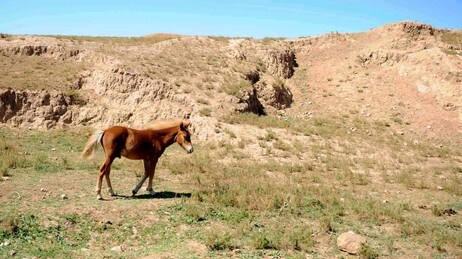 Hest på tørr slette, Kina (Foto: Zhang Ling/AP) Hest på tørr slette, Kina (Foto: Zhang Ling/AP)