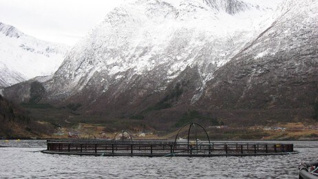 Lakseoppdrett i Musken i Tysfjord (Foto: Harriet Aira/NRK)