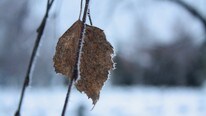 Et ensomt blad trosser vinterkulda. (Foto: Camilla Ophus Bekkevold, Hamar) Et ensomt blad trosser vinterkulda. (Foto: Camilla Ophus Bekkevold, Hamar)