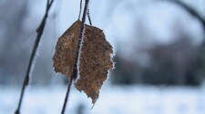 Et ensomt blad trosser vinterkulda. (Foto: Camilla Ophus Bekkevold, Hamar) Et ensomt blad trosser vinterkulda. (Foto: Camilla Ophus Bekkevold, Hamar)