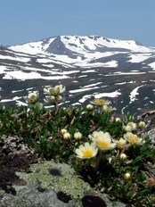 Vår på Nonshøa i Trollheimen (Foto: Eva Margrethe Stjern)