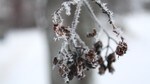 Snøkrystaller på blomsterkvast.