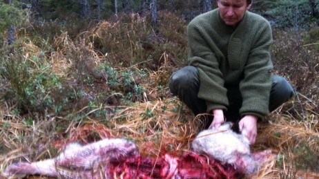 Hund drept av ulv (Foto: Petter Larsson/NRK) Hund drept av ulv (Foto: Petter Larsson/NRK)