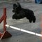 Tassen deltar på Agility i Gjøvik. Tassen deltar på Agility i Gjøvik.