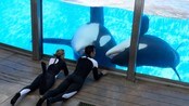 SeaWorld Death (Foto: Phelan M. Ebenhack/Ap) SeaWorld Death (Foto: Phelan M. Ebenhack/Ap)