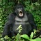 Det kan se ut som om «Silverback gorillaen» på bildet roper om hjelp. Det kan den ha grunn til. Noen hundre gorillaer trues av krig og jakt i fjellene mellom Kongo, Rwanda og Uganda. Det kan se ut som om «Silverback gorillaen» på bildet roper om hjelp. Det kan den ha grunn til. Noen hundre gorillaer trues av krig og jakt i fjellene mellom Kongo, Rwanda og Uganda.