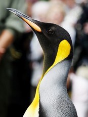 Nils Olav (Foto: ED Jones/AFP) Nils Olav (Foto: ED Jones/AFP)