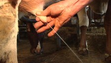 Melking (Foto: Odd Rømteland/NRK)